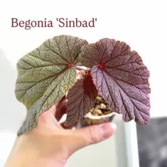 Begonia sp.Nam Tra My,Quang Nam 原種ベゴニア - メルカリ