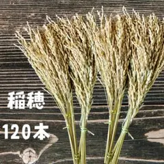 稲穂120本　お正月 花材 アレンジメント ドライフラワー しめ縄 飾り リース