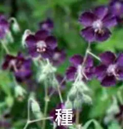 mammy様 リクエスト 2点 まとめ商品