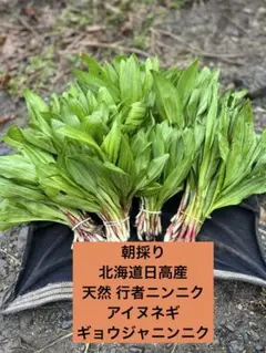 ４月23日常温発送　道北産　朝採り天然行者ニンニク　3000g 4月30日常温発送1kg 道北産 朝採り天然行者ニンニク - メルカリ