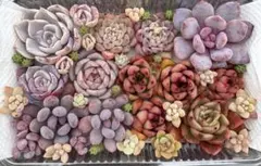 多肉植物　詰め合わせセット　カット苗