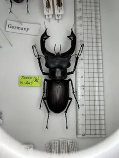 ※ヘラヘラ購入ドイツ産ケルブスPA野外標本 ヘラヘラ購入野外標本(♂ドイツ産ケルブス他2点） Yahoo