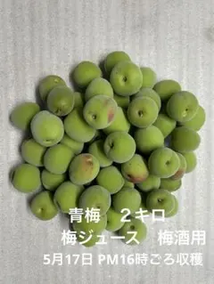 青梅 ２キロ 梅酒　梅ジュース用のサムネイル