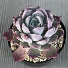 2026年最新】ルイパパさん苗の人気アイテム - メルカリ