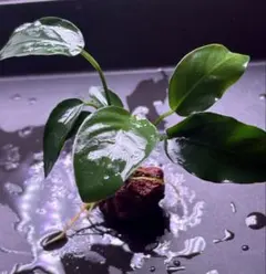 ぜす様 リクエスト 2点 まとめ商品