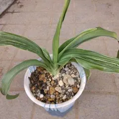 ココカラ様 リクエスト 2点 まとめ商品