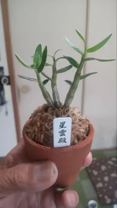 万年青 楼蘭(青) 羅紗系 芋吹き おもと - メルカリ