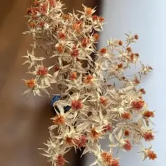 2苗＋おまけ✴️フェチダス✴️クリスマスローズ✴️赤ちゃん苗