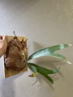 P.w dwarf tasuta×veitchii wild spores 子株 - メルカリ