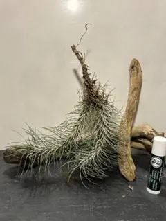 折り師様 リクエスト 4点 まとめ商品