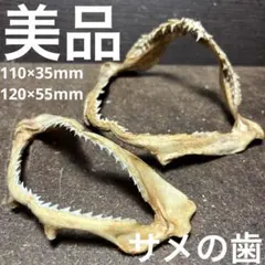 2025年最新】サメ標本の人気アイテム - メルカリ
