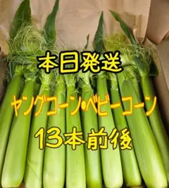 ベビーコーン１３本前後　本日発送のサムネイル
