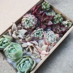 韓国苗 詰め合わせ エケベリア カット苗