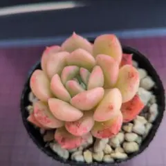 多肉植物 トップアンドスター 星つぶやさん - メルカリ