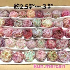 g89多肉植物カット苗☆寄植えセット☆限定
