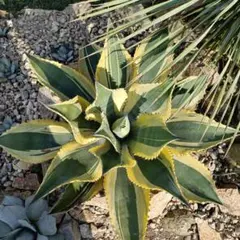 【レア株】リップルエフェクト　鉢ごとメルカリ便発送　発根済み レア株】リップルエフェクト 鉢ごとメルカリ便発送 発根済み