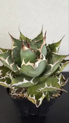 Agave アガベ FO-076親株出品 子株付き 発根済み 鉢のまま発送のサムネイル