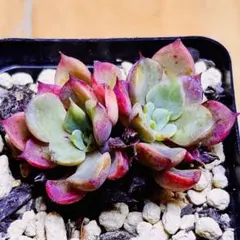 多肉植物　ミナ　抜き苗 多肉植物 ミナ 抜き苗 - メルカリ