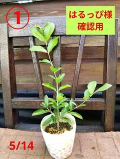 アセロラ　ビタミンC　沖縄果樹