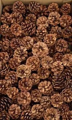 わ様 リクエスト 2点 まとめ商品