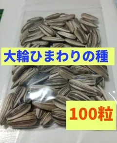 大輪ひまわりの種★100粒★