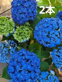 紫陽花☆大輪手毬咲き☆抜き苗発送☆品種名不明 - メルカリ