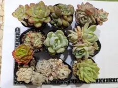 多肉植物 エケベリア 抜き苗生抜き 9苗セット 寄せ植え