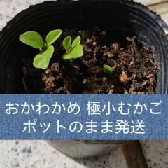 おかわかめ　ポット苗のサムネイル