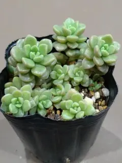 2025年最新】つぶつぶ屋の人気アイテム - メルカリ