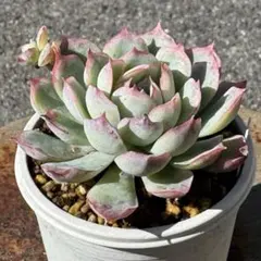 2025年最新】恋煩い ミックスベリアの人気アイテム - メルカリ