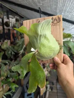 ビカクシダ P. Superbum Dwarf sporeling 板付け完成品 - メルカリ