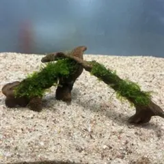 第四種郵便】南米ウィローモス活着流木 17cm - メルカリ