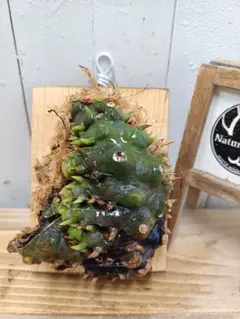 yoshiki8025様 リクエスト 2点 まとめ商品