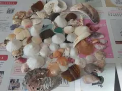 貝殻　まとめ売り