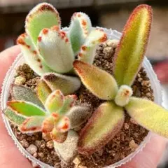 ゆっこりん様専用ページです カランコエチビ苗3種類セット