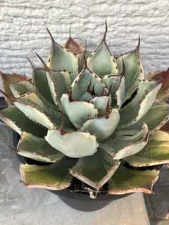 8個セット アガベ 多肉植物 プランター 六角形 育成鉢 通気性 - メルカリ