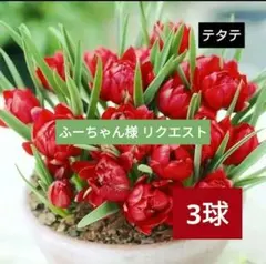 メルカリ便/ふーちゃん様 リクエスト 2点 まとめ商品