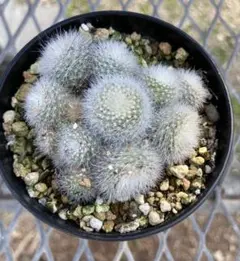 どるちゃん様 リクエスト 2点 まとめ商品 速達発送