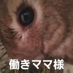 ◆◆働きママ様専用◆◆