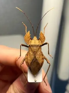塗壁感のあるライチオオカメムシに酷似のカメムシ 標カミキリタマムシ
