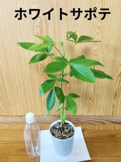 ホワイトサポテ　熱帯果樹　苗　観葉植物　実生苗　鉢植えのサムネイル