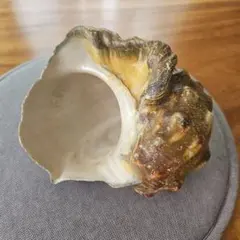 中生代白亜紀サントニアン パイディスカス科 アンモナイト化石北海道産