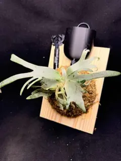 P. willinckii Jade Girl 前葉体 特大 ビガクシダ0803 P. willinckii Jade Girl 前葉体 特大 ビガクシダ0803 - メルカリ