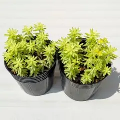 多肉植物【ミモザ】２ポット 抜き苗のサムネイル