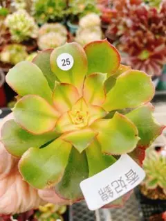 2025年最新】香妃錦の人気アイテム - メルカリ