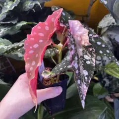 ベゴニア　マクラータ　ピンク斑入り　Begonia maculata 元斑入りのサムネイル