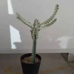 2026年最新】ユーフォルビア ホワイトゴーストの人気アイテム - メルカリ