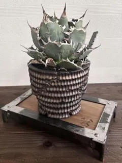 アガベ　植物用スチール2段ラック　ブラック&ブルーハデスシーザーセット アガベメインの植物棚紹介｜かも＠BCGと植物