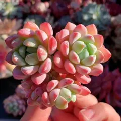 恵美子様 リクエスト 3点 まとめ商品