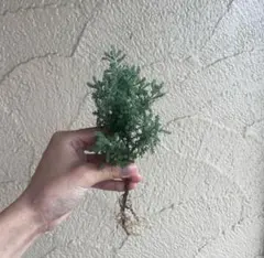 サントリナ　コットンラベンダー　ハーブ　1株　植物　花　黄色　ドライフラワー